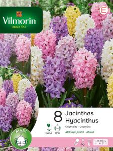 Jacinthe Pastel en Mélange (x8)